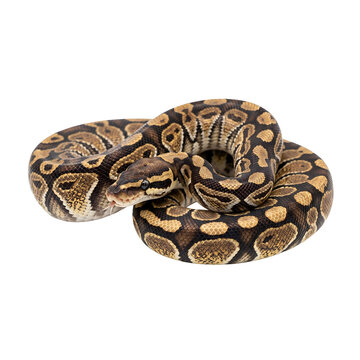 close up of a snake, png