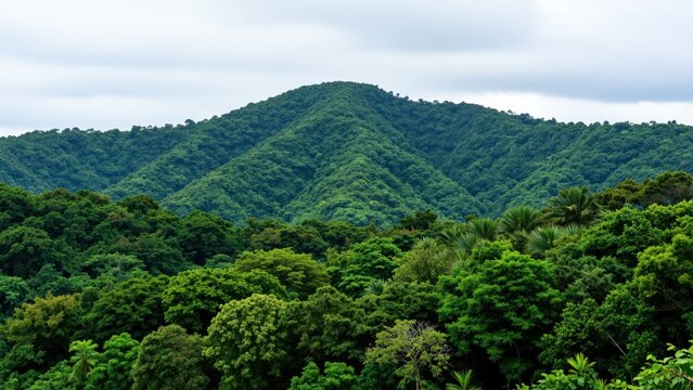 Lush green mountain covered with forest