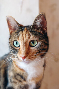 Portrait of domestic tabby cat with bright green eyes, attentive feline in natural window light, cozy home environment.