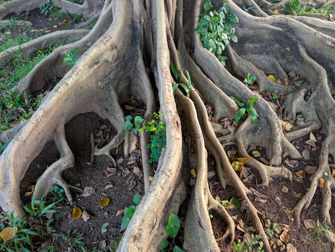 Large buttress roots of an old tree spreading on ground.