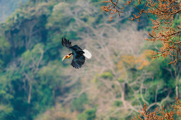 Wreathed hornbill flying with wings spread over mountainous forest landscape Rhyticeros undulatus © kesong