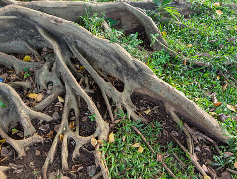Large buttress roots of an old tree spreading on ground.