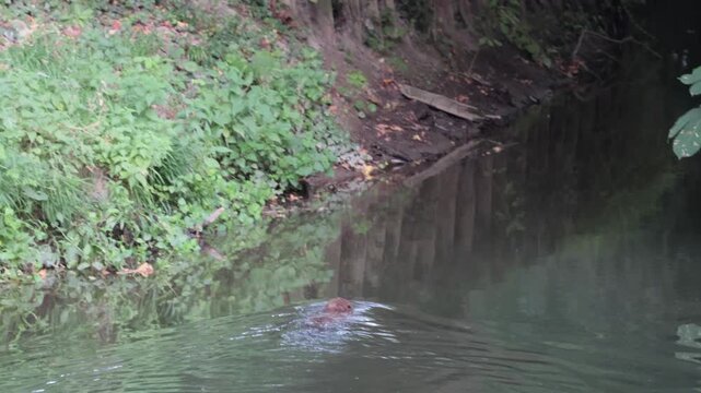 Eurasian beaver eating and swimming in a river in golden light