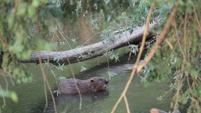 Eurasian beaver eating and swimming in a river in golden light