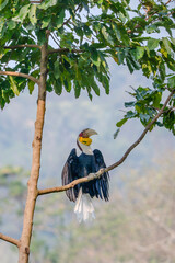 Wreathed Hornbill perched on a branch with wings spread amidst lush green foliage © kesong