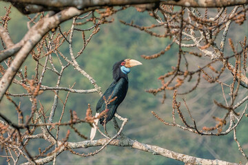 Wreathed Hornbill perched on bare branch in tropical forest with blurred green background © kesong