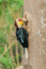Wreathed Hornbill peeking out of a tree cavity while perched on a trunk © kesong
