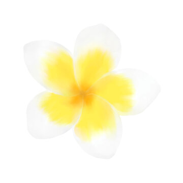 White Plumeria Fower