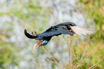 Wrinkled Hornbill in flight with wings spread and distinctive casque visible © kesong