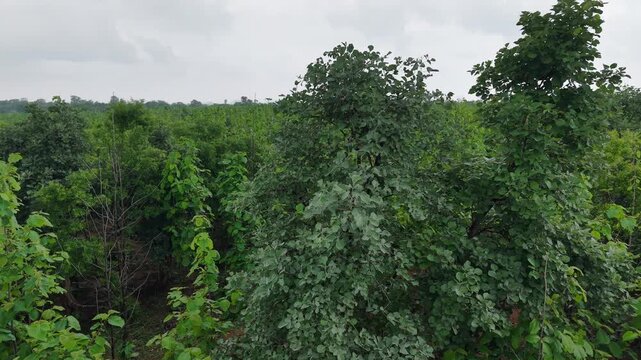 Drone descends above a thriving teak plantation, revealing a lush green canopy. Ideal for forestry, sustainability, biodiversity, conservation, and environmental projects.