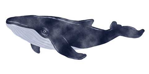 Realistic watercolor humpback whale isolated on transparent background. Hand-painted marine mammal clipart with natural blue tones, perfect for ocean, wildlife, educational and nursery designs. © Anna B