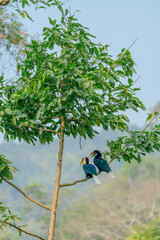 Two wreathed hornbills perched on a leafy green branch in tropical forest © kesong