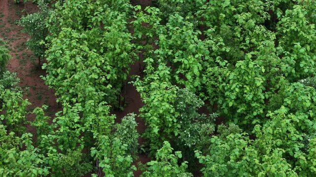 Drone flies forward above a lush teak plantation, revealing a healthy green canopy. Ideal for forestry, sustainability, biodiversity, ecology, and conservation.