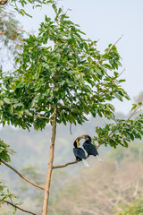 Two wreathed hornbills interacting on a tree branch in tropical forest © kesong