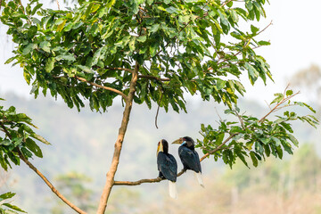 Two wreathed hornbills perched on a leafy branch in tropical forest © kesong