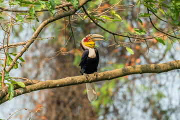 Wreathed Hornbill perched on a branch in tropical forest with distinctive casque and plumage © kesong