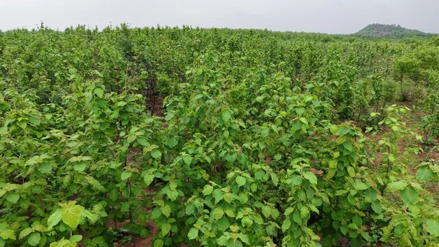 Drone orbits around a lush teak plantation, revealing a healthy green forest. Ideal for forestry, sustainability, biodiversity, timber production, and environmental conservation.