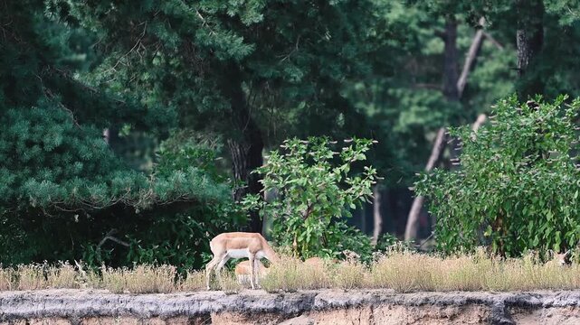 A blackbuck antelope (Antilope cervicapra) with a fawn coat and white underside stands on a grassy ridge in front of dark pine trees at a safari park in the Netherlands, a peaceful summer scene of the