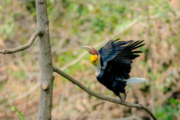 Wreathed Hornbill spreading wings while perched on a tree branch in natural habitat © kesong