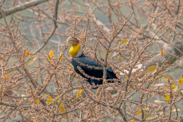 Wreathed Hornbill perched on dry branches in natural habitat with distinctive casque and yellow throat © kesong