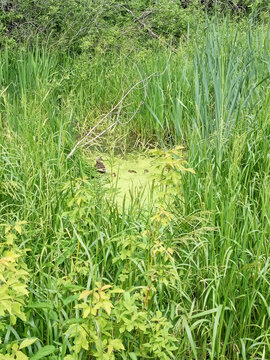 duck brood on a lake with duckweed in the middle of a reed swamp