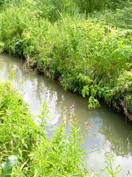 Small river in the forest with green grass on the swampy shore. Nature background