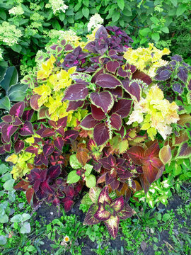 Red and yellow leaves of coleus plant in the garden.