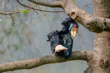 Wreathed Hornbill perched on a tree branch with distinctive casque and colorful facial skin © kesong