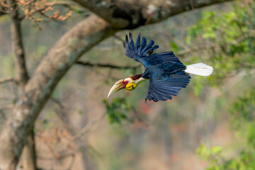 Wreathed Hornbill in mid flight with wings fully extended through forest canopy © kesong