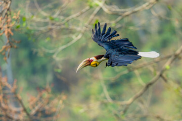 Wreathed Hornbill in flight with wings spread through forest canopy © kesong