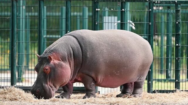 A common hippopotamus (Hippopotamus amphibius) walks slowly across the straw covered ground of its enclosure at a safari park in the Netherlands, showing the massive body and short powerful legs of