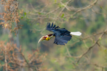 Wreathed Hornbill in flight with wings fully extended through forest canopy © kesong