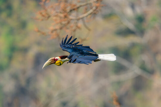Wreathed hornbill in mid flight with wings fully extended against forest backdrop