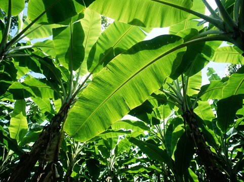 Lush green banana leaves and trees in a tropical plantation viewed from below showcasing vibrant foliage and natural light.