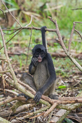 Spider monkey holding tail on branch in tropical forest © AntonioJose