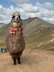 Fototapeta premium Decorated alpaca standing on mountain path near Vinicunca