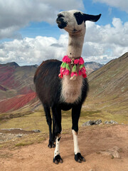 Fototapeta premium Decorated llama standing in front of mountain landscape under cloudy sky