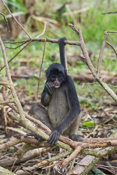 Spider monkey holding tail on branch in tropical forest