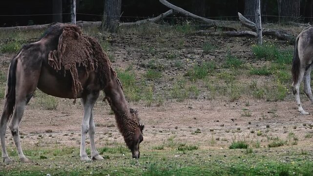 A Bactrian camel (Camelus bactrianus) grazes on sparse grass while shedding thick clumps of winter wool from its coat, a natural summer moulting behaviour seen at a safari park in the Netherlands.