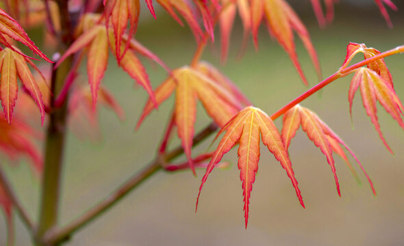 closeup on maple red leaf in tree growing in spring in a garden on green background