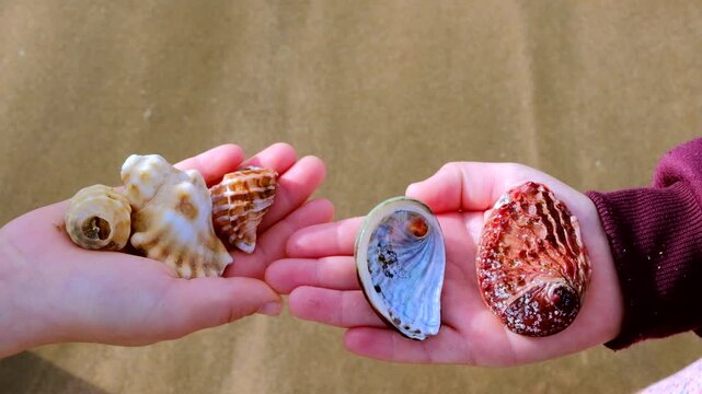 Kids hold out hands to show sea shells collected while beachcombing coastline