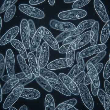 Swarming Paramecia Microscopic Field