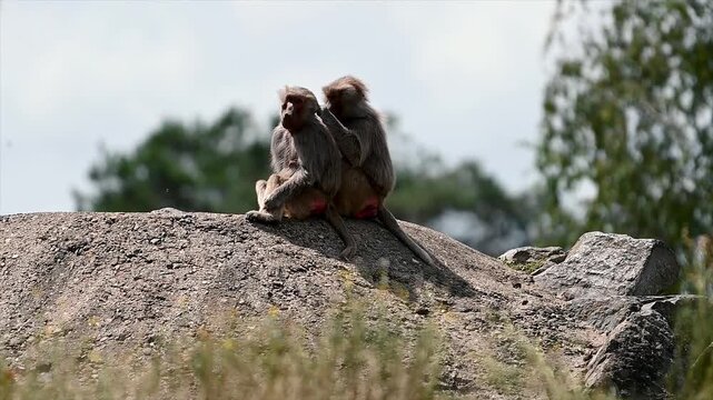 Two hamadryas baboons (Papio hamadryas) sit close together grooming on a large rock at a safari park in the Netherlands, a natural social bonding behaviour of the primates.