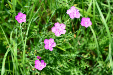 Obraz premium Pink Dianthus Flowers Blooming in Grassy Field