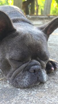 french bulldog puppy, dream