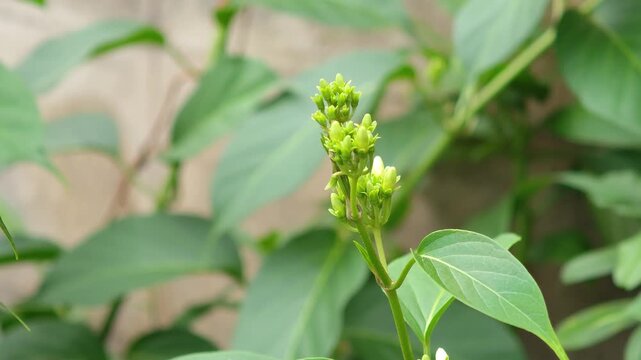Gymnema sylvestre Flower,Gymnema Flower  on the tree