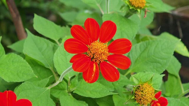 Mexican Sunflower, Mexican Torch Flower (Tithonia rotundifolia) 