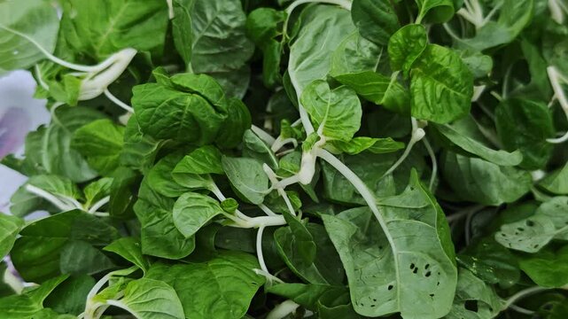 Spinach for Sale at a Fresh Market