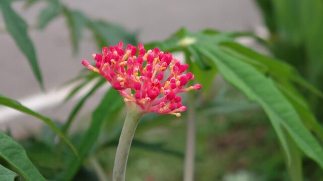 Jatropha podagrica, red bracts and flowers 