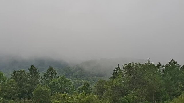Scene of the mountain and forest in the fog in the morning